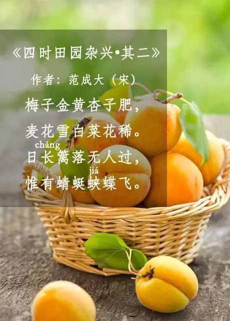 梅子金黄杏子肥全诗